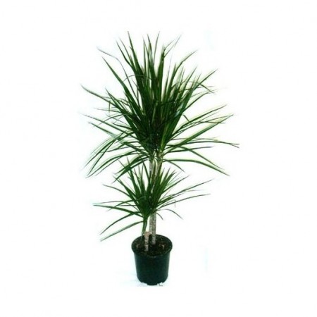 2'li marginata